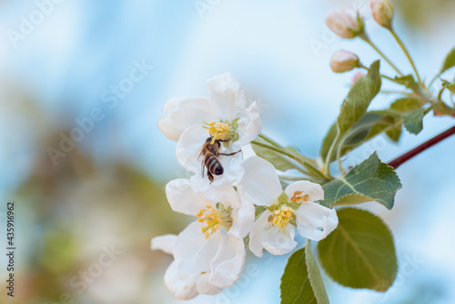 The bee sat on flowers, collects nectar.