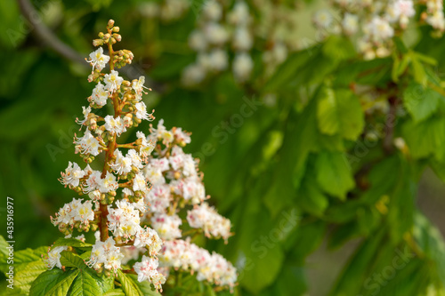 Close up of blossom on a horse chestnut (aesculus hippocastanum) tree