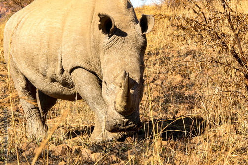 White Rhino in the South African sun.