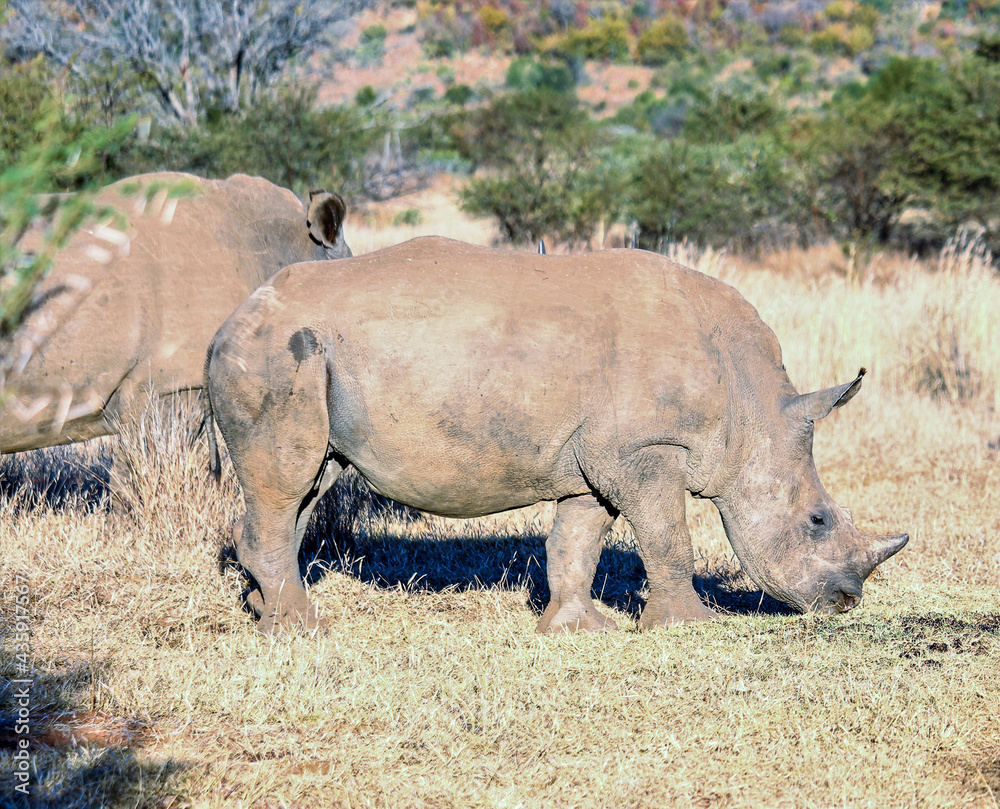 Obraz premium White Rhino in the South African sun.
