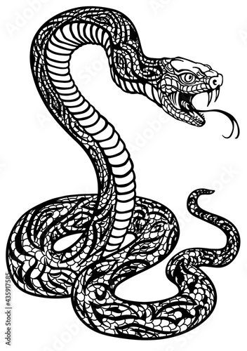 a poisonous snake in a defensive position. Attacking posture. Black and white tattoo style isolated vector illustration