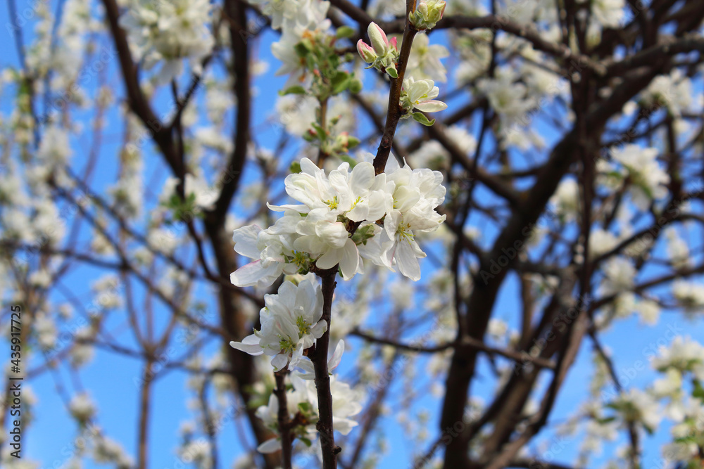 Beautiful white flowers on a branch of an apple tree. Flowering. Close-up. Background. Scenery. Beautiful white flowers on a branch of an apple tree. Flowering. Close-up. Background. Scenery.