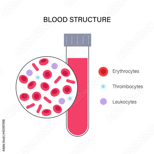 Blood structure concept