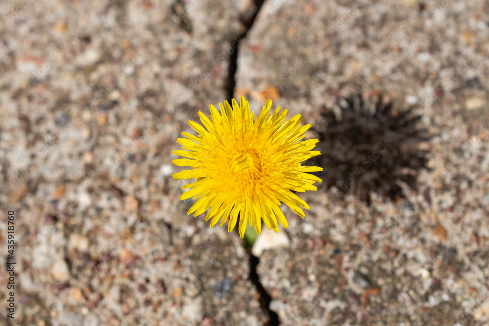 A yellow dandelion has grown from a crack in the asphalt. A yellow dandelion has grown from a crack in the asphalt.
