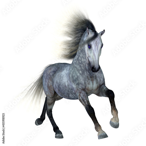 Dapple Grey Horse - The Dapple Grey is a coat color of many different breeds of horses and is distinguished by a base black color.
