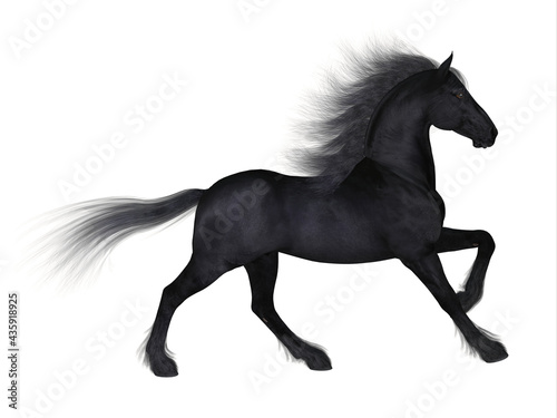Friesian Horse - The Friesian is a distinctive breed of black horse developed in Netherlands as a light draft to do farm work.