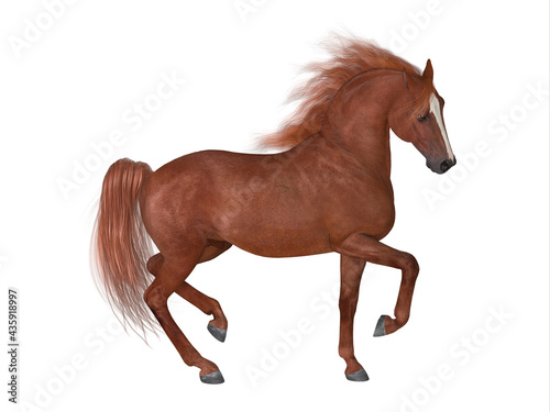Fototapeta Naklejka Na Ścianę i Meble -  Thoroughbred Stallion - The Thoroughbred is best known for horse racing and can come in various coat colors and known for their speed, spirit and endurance.