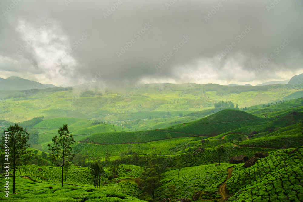 Hills covered with fog and green trees/plants