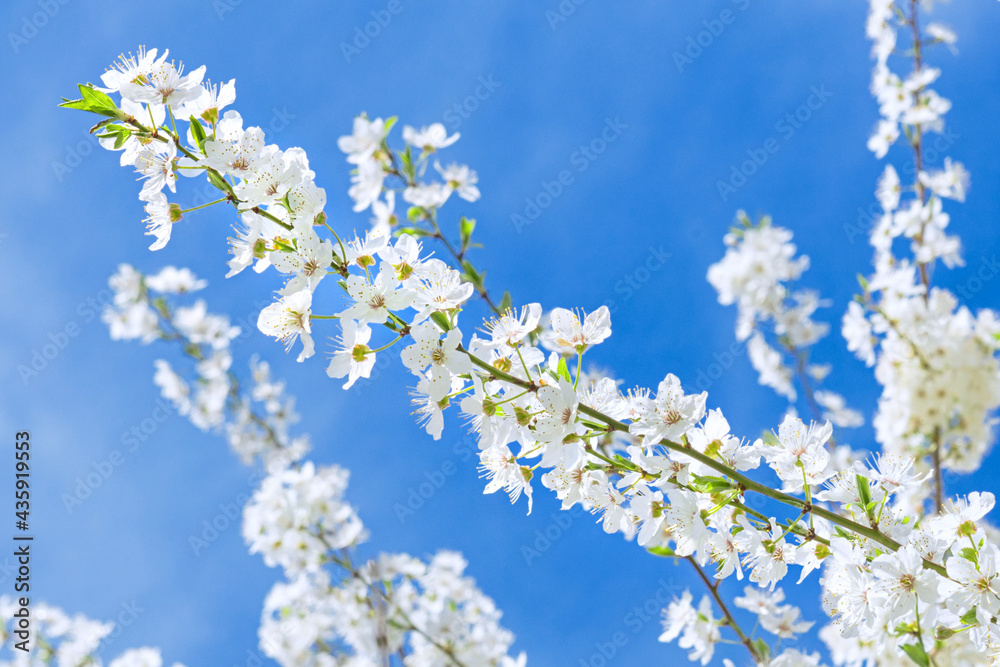 spring wallpaper, branch of fruit tree with white flowers against blue sky in spring