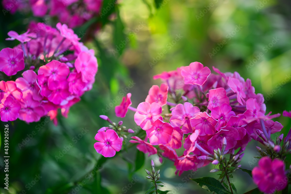 Garden phlox (Phlox paniculata), vivid summer flowers. Blooming branches of  phlox in the garden on a sunny day. Soft blurred selective focus.