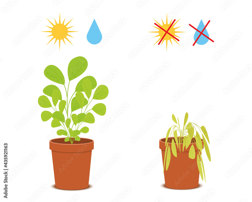 Potted blossom plant with watering and sunlight symbols vs wilted