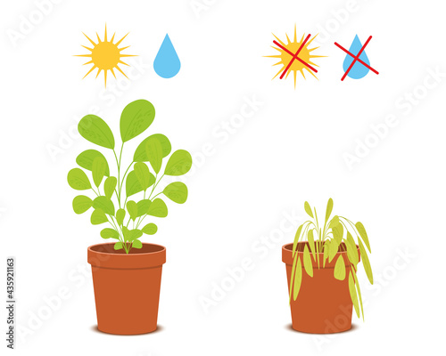 Potted blossom plant with watering and sunlight symbols vs wilted flower without care. Houseplant growing and dying. Vector flat illustration.