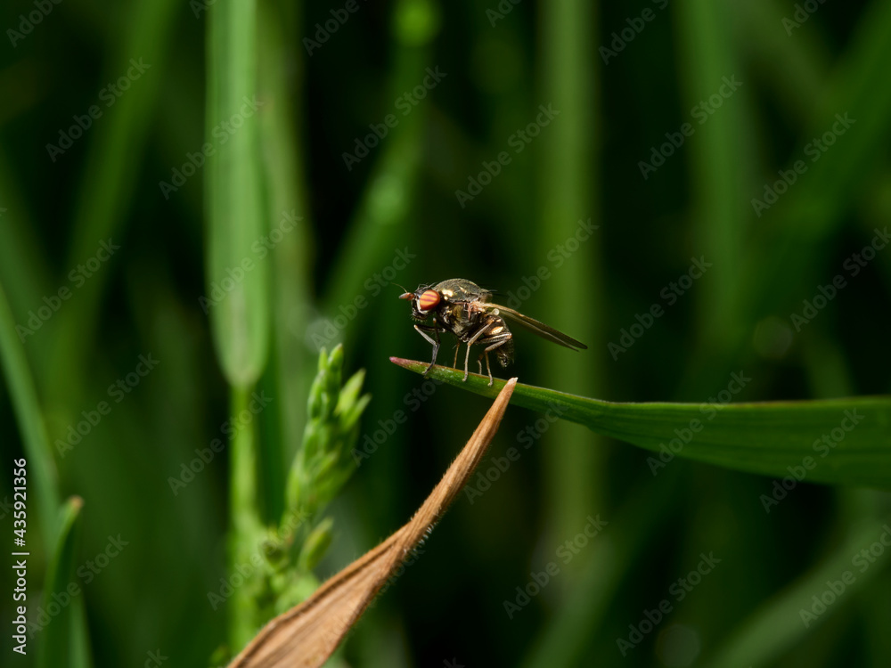 Fototapeta premium fly on leaf