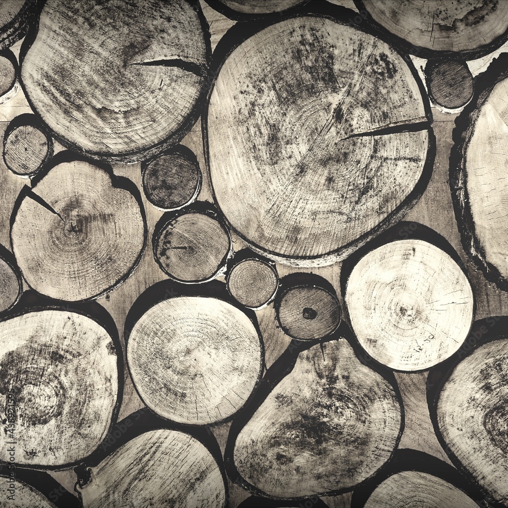 Tree Stumps Frame Background. Pine Wood Stump Texture. Cut Wooden Rings