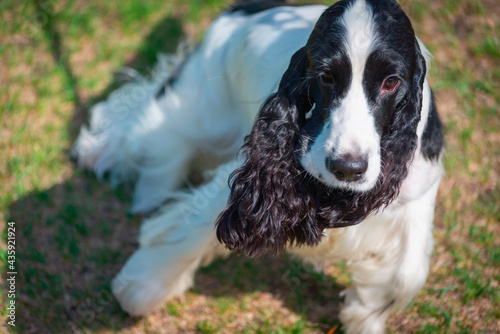 Russian hunting spaniel dog on a green meadow.