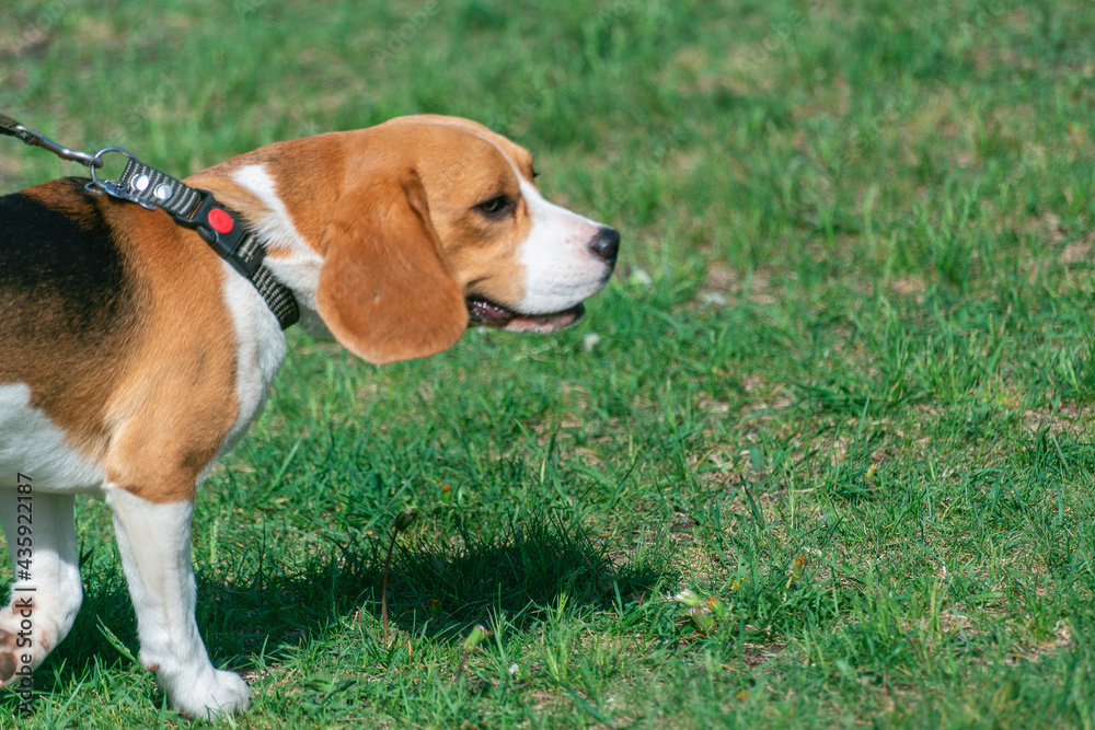 Beagle, dog on a green meadow.