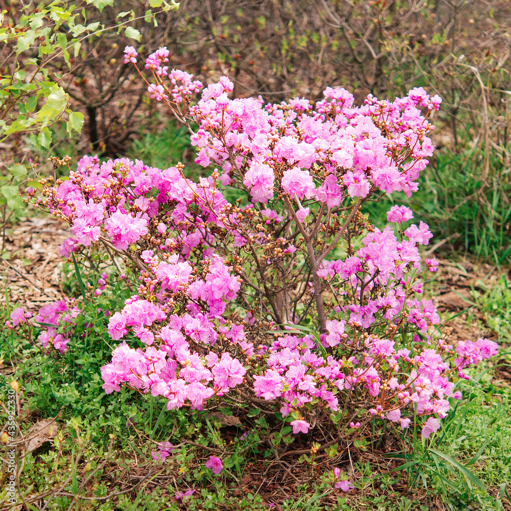 Varietal Cunningham Rhododendron (Rhododendron caucasicum x Rhododendron ponticum var.Album) in the garden, floral card on a bright sunny day
Varietal Cunningham Rhododendron (Rhododendron caucasicum x Rhododendron ponticum var.Album) in the garden, floral card on a bright sunny day