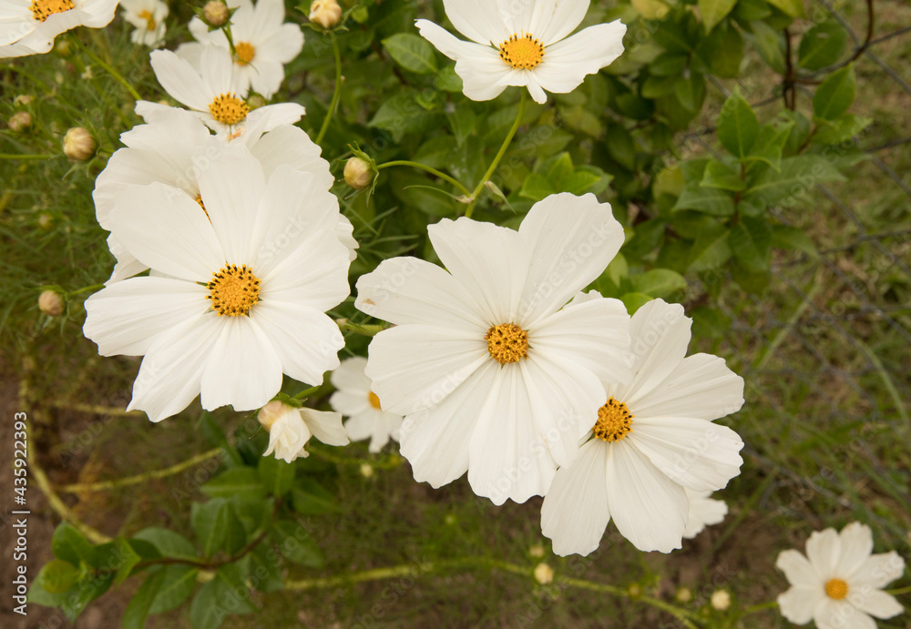 Flower background. Macro view of a Cosmo bipinnatus daisy, also known as Mexican Aster, spring blooming flower of white petals, growing in the park. Flower background. Macro view of a Cosmo bipinnatus daisy, also known as Mexican Aster, spring blooming flower of white petals, growing in the park.