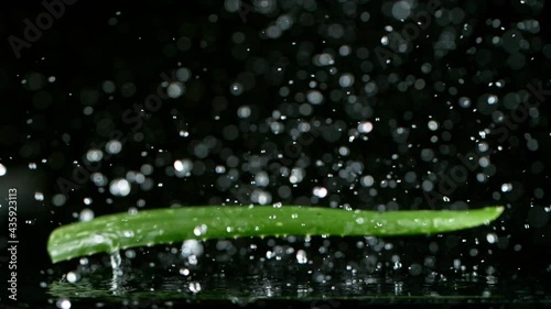 Super slow motion of falling aloe vera on black surface with water. Filmed on high speed cinema camera at 1000 fps