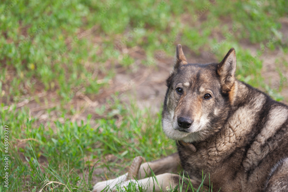 Fototapeta premium Adult dog laika lies on the lawn. Selective focus.
