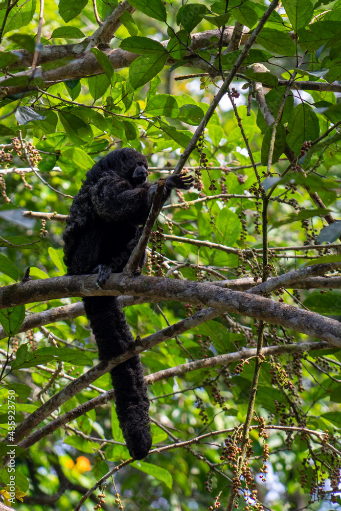 Monkey in the Amazon Rainforest