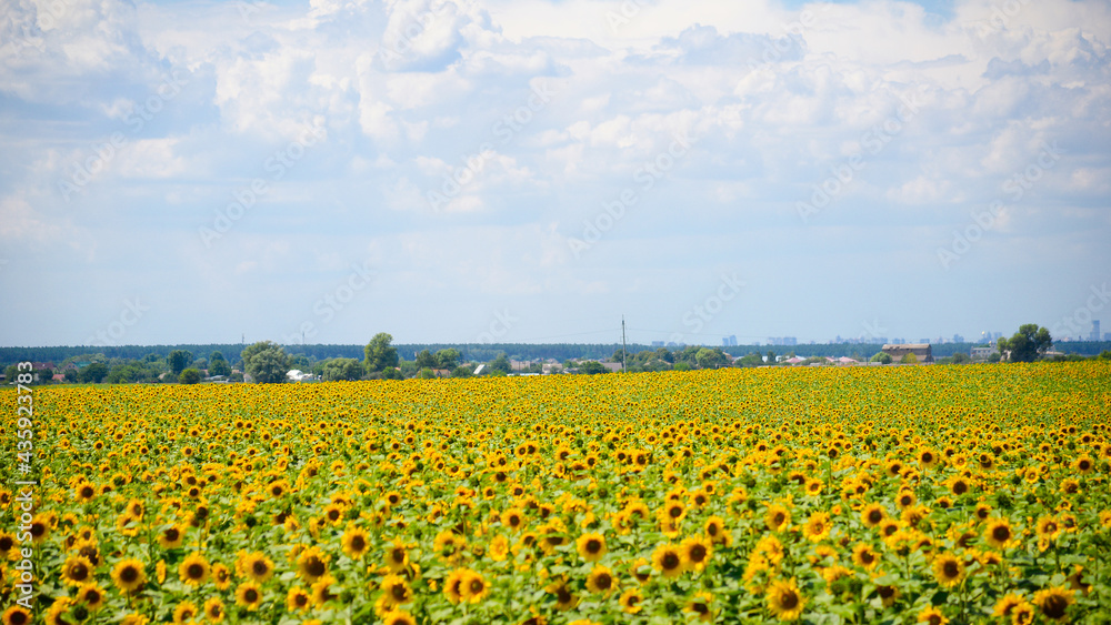 Sunflower field on a summer sunny day against the blue sky. Vegetable raw materials for the production of sunflower vegetable oil. Ukraine. Sunflower field on a summer sunny day against the blue sky. Vegetable raw materials for the production of sunflower vegetable oil. Ukraine.