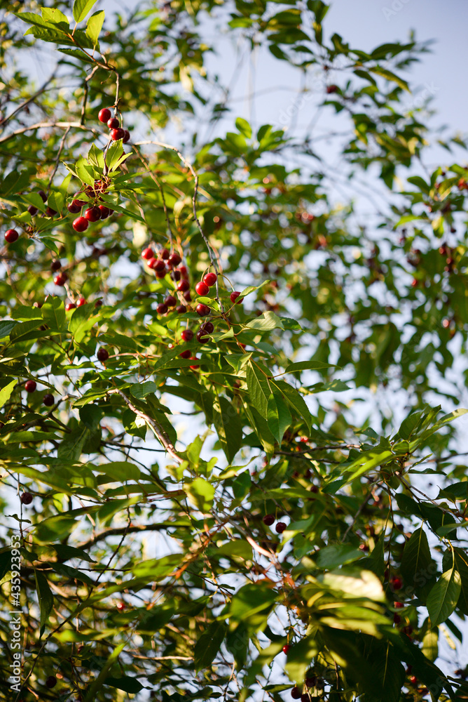 Red Ripe Cherry Berries. tree In Summer Vegetable Garden. Red Ripe Cherry Berries. tree In Summer Vegetable Garden.