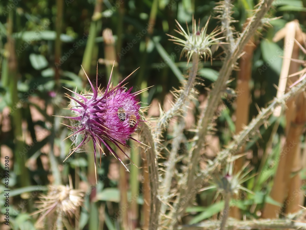 Milk Thistle purple flower with its thrones in the wilderness mountains and valleys of saint Catherine in Sinai in Egypt Milk Thistle purple flower with its thrones in the wilderness mountains and valleys of saint Catherine in Sinai in Egypt