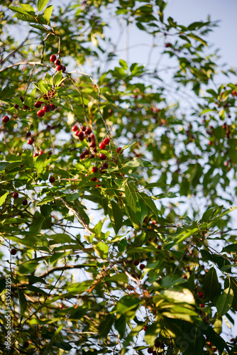 Red Ripe Cherry Berries. tree In Summer Vegetable Garden.