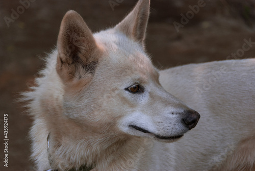Siberian Husky in Kamchatka  Russia
