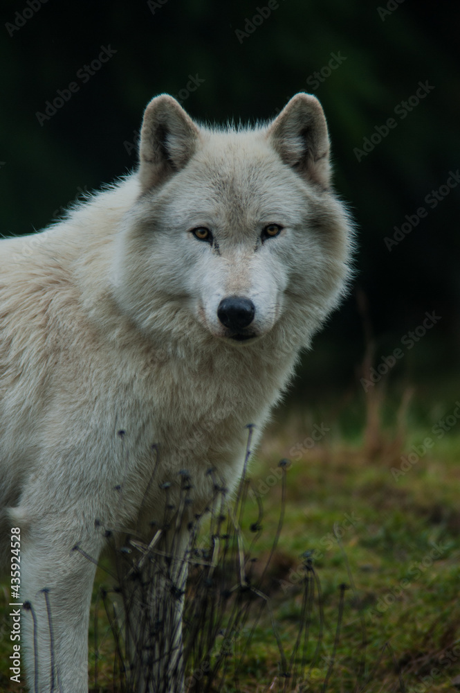 Gray wolf