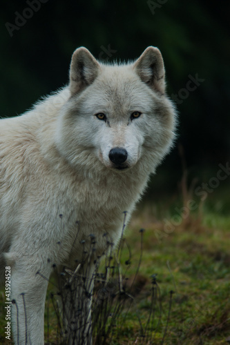 Gray wolf