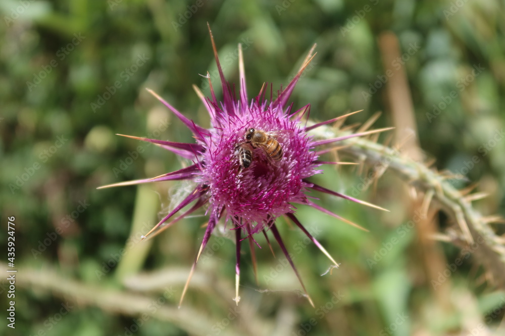 Milk Thistle purple flower with its thrones in the wilderness mountains and valleys of saint Catherine in Sinai in Egypt Milk Thistle purple flower with its thrones in the wilderness mountains and valleys of saint Catherine in Sinai in Egypt