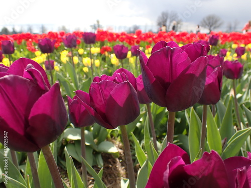 field of tulips