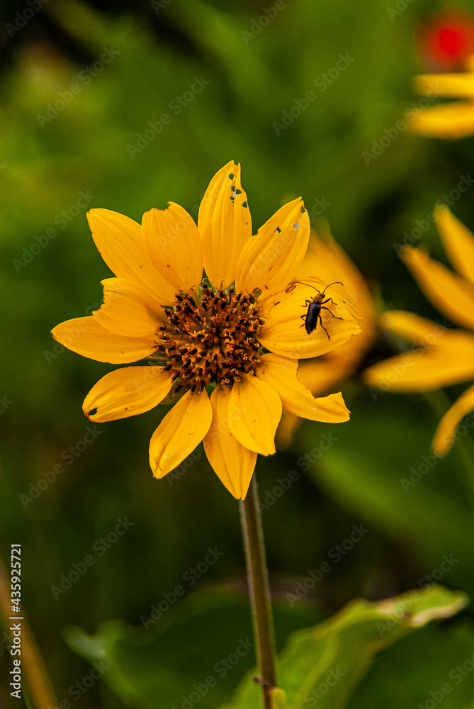 Obraz premium Sunflowers