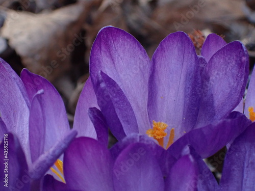 purple crocus flower