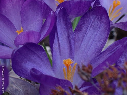 purple crocus flower