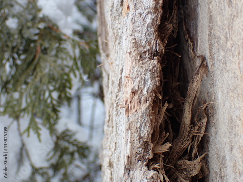 trunk of a tree