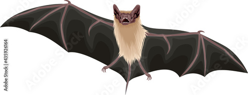 vector Mexican Free-Tailed Bat illustration