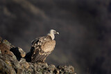 Griffon vulture in the Rhodope Mountains. Vultures warmer on the sun. Bulgarian wildlife. Calm scavenger sit on the rock. 
