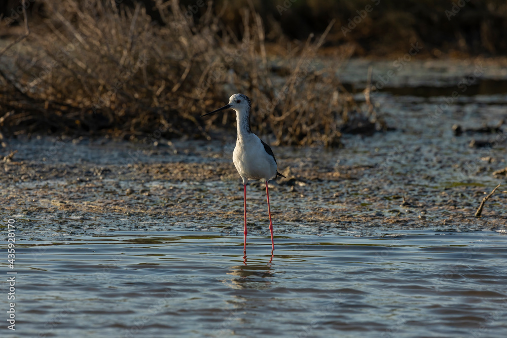 A common Black-winged stilt, Himantopus himantopus, hunting worms and minnows for food, in the marshes of the natural environment of Prat de Cabanes, south beach of Torrenostra, Castellon, Spain. A common Black-winged stilt, Himantopus himantopus, hunting worms and minnows for food, in the marshes of the natural environment of Prat de Cabanes, south beach of Torrenostra, Castellon, Spain.