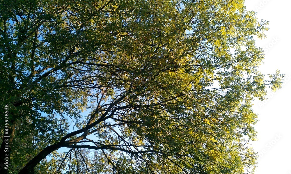 Obraz premium Ein Blick in die Baumkrone in Richtung blauen Himmel