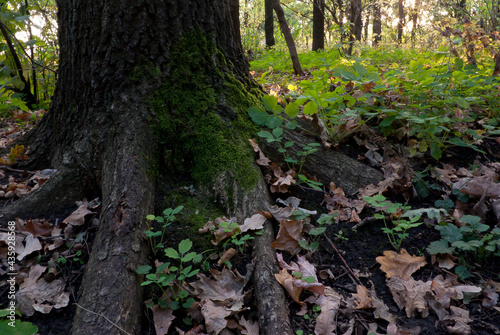 Cuadro en lienzo strong oak base, root covered with moss in the forest