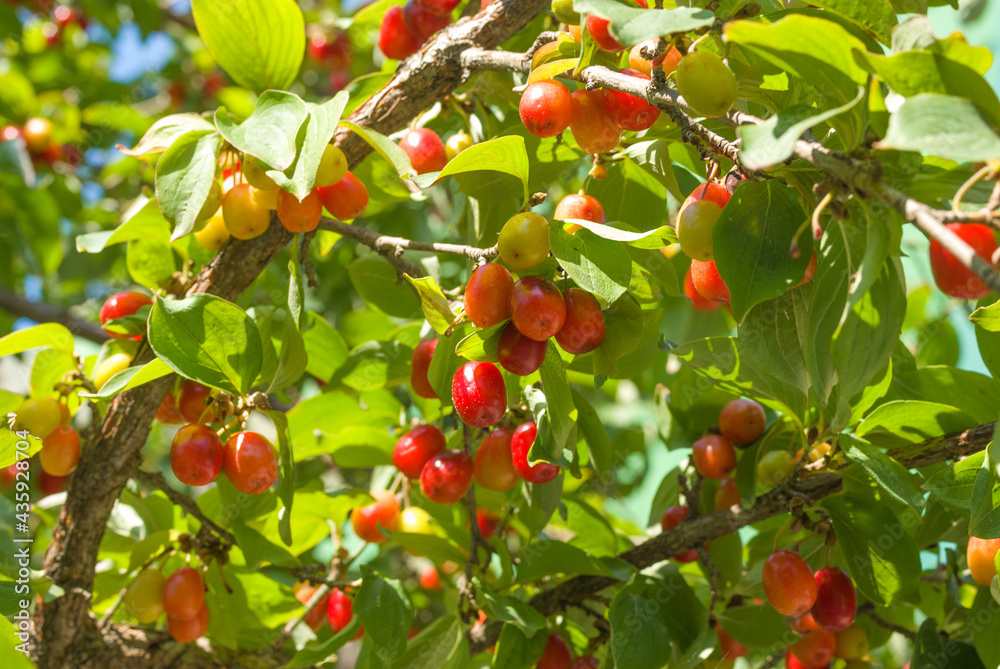 Unripe dogwood on bush branches