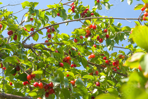 Unripe dogwood on bush branches