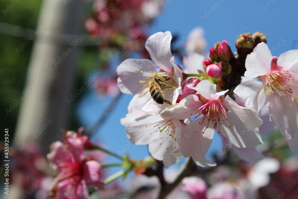 Bee on Cherry Blossom 1 Bee on Cherry Blossom 1