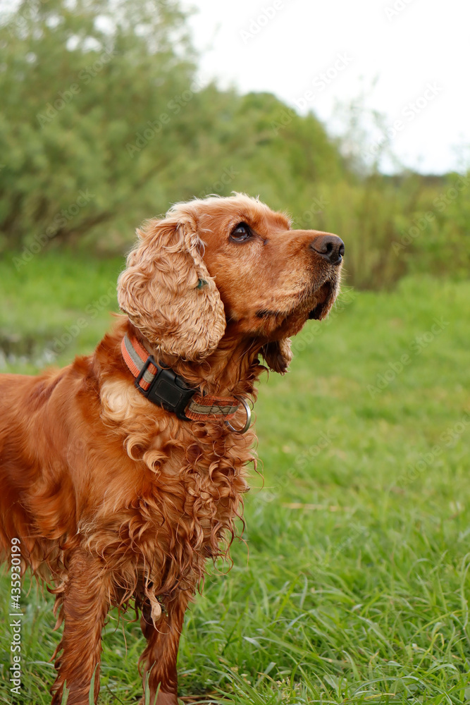 golden dog in the grass golden dog in the grass