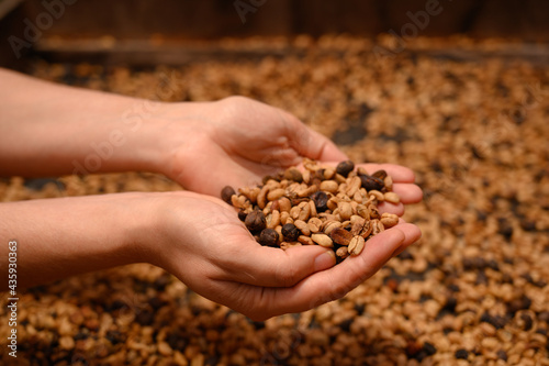coffee beans in a hands
