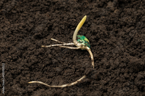 Closeup of corn seed germination in soil of cornfield. Agriculture, agronomy and farming concept.