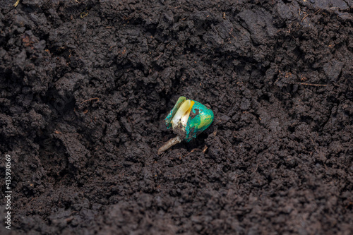 Closeup of corn seed germination in soil of cornfield. Agriculture, agronomy and farming concept. photo